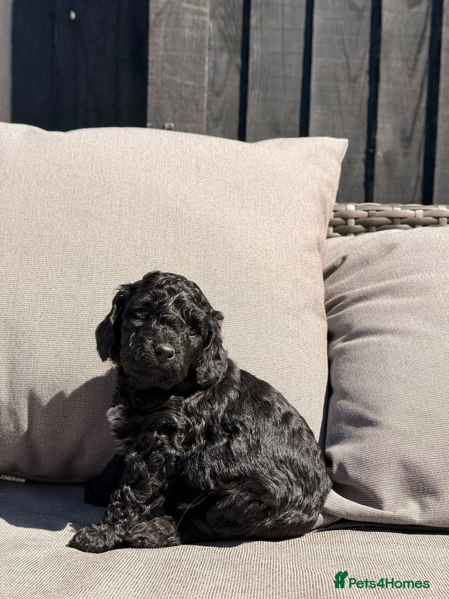 Cockapoo dogs Mr Rodney Murphy  - Advert 1