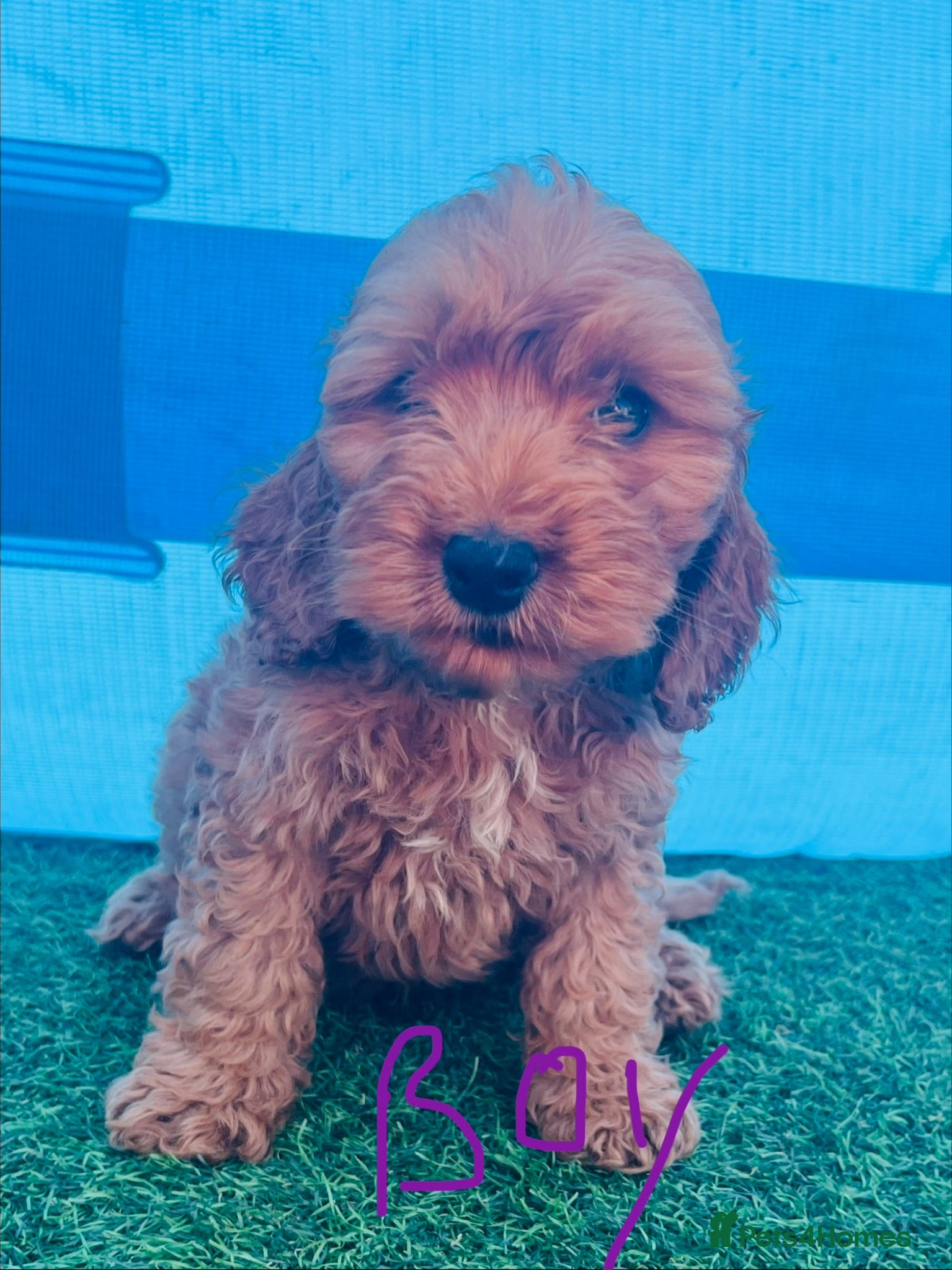 Cockapoo dogs F1 Show cockapoos (ready now) - Advert 1