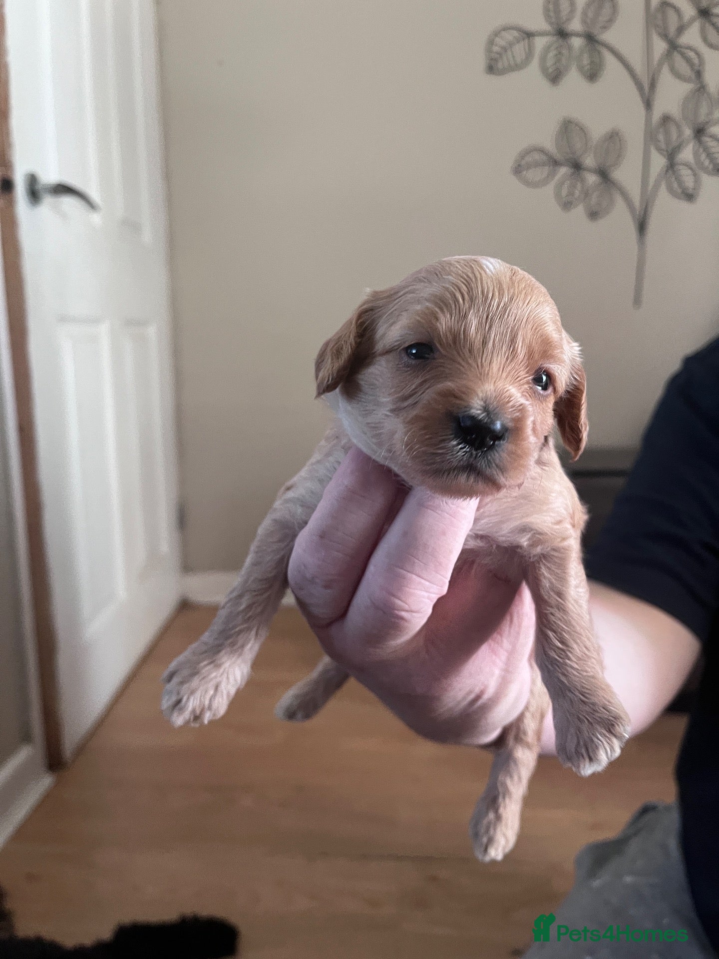Mixed Breed dogs 6 gorgeous pups looking for forever home - Advert 1