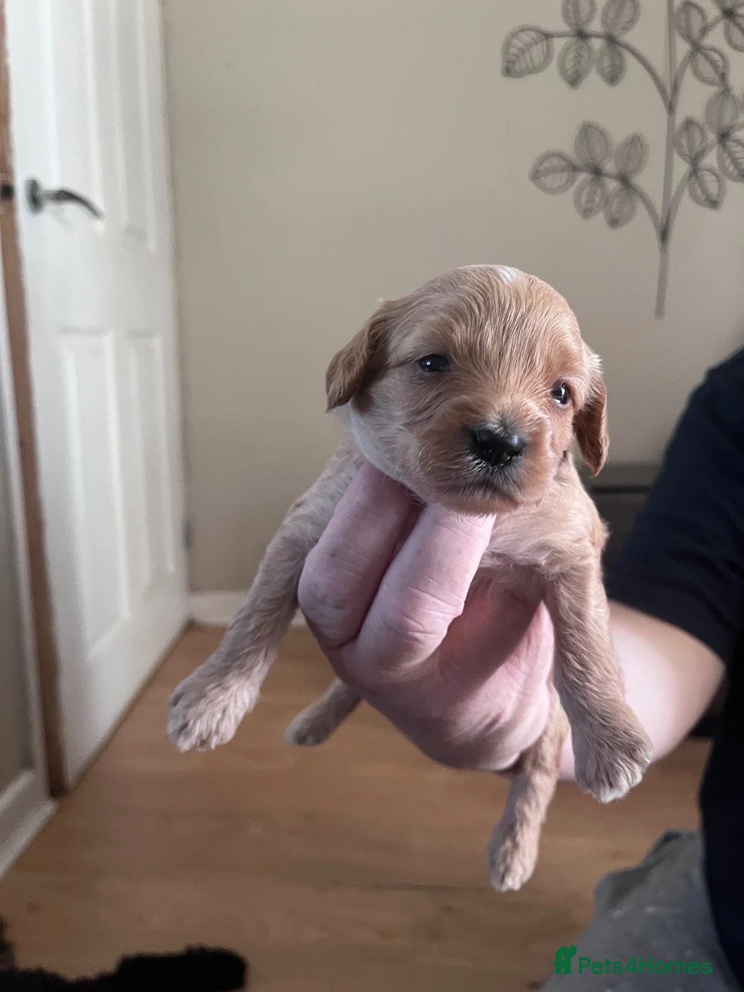 Mixed Breed dogs for sale: 6 gorgeous pups looking for forever home in Lowestoft - Advert 1