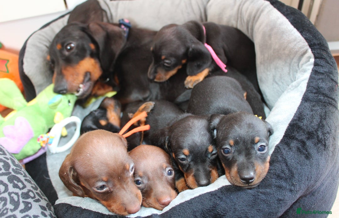Miniature Dachshund dogs for stud: Champion line show Quality Kc 👌🏻 Small boy 🐶 in Accrington - Image 8