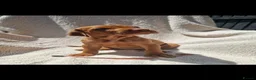 Hungarian Vizsla dogs for sale: Part Trained Daisy’s 2nd litter Hungarian vizsla - Advert 13
