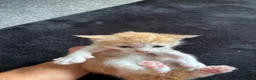 Mixed Breed cats for sale: Ready now adorable kittens - Advert 9