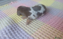 Miniature Dachshund dogs for sale: Minture dachshund puppies  - Image 23