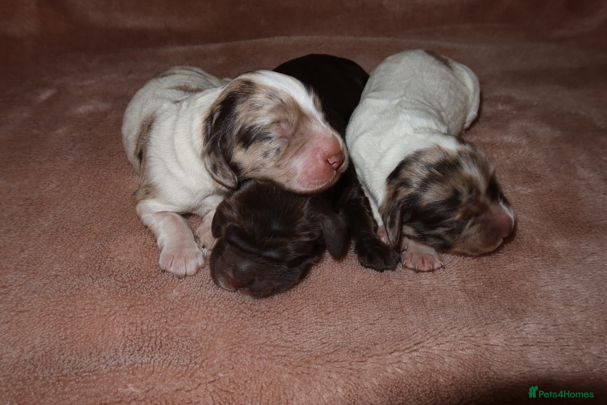 Cocker Spaniel dogs Adorable cocker spaniel puppies  - Advert 15