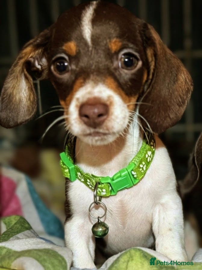 Miniature Dachshund dogs Pure Miniatures Ready To Go Home  - Advert 8