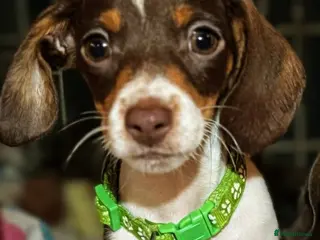 Miniature Dachshund dogs Pure Miniatures Ready To Go Home - Advert 8