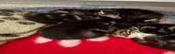 Mixed Breed cats for sale: 3 beautiful kittens  - Advert 2