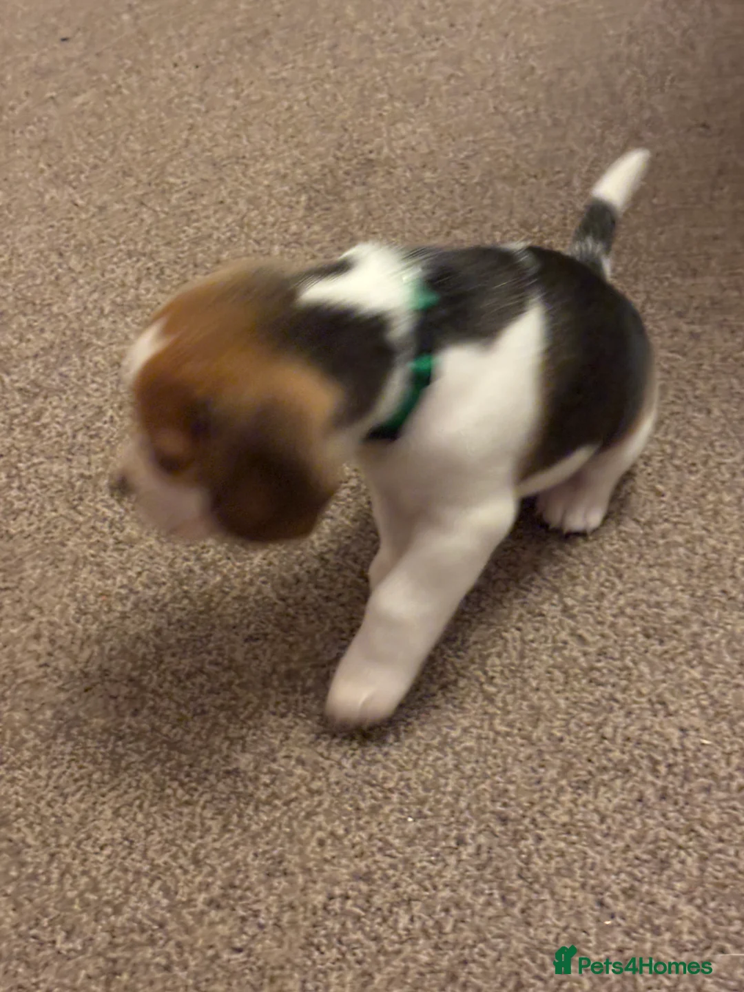 Beagle dogs for sale: Pure bred beagle girls - Advert 7