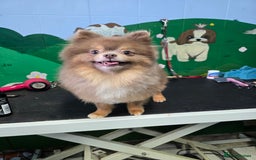 Pomeranian dogs for stud: Beautiful Lilac and Tan boy for stud - Image 2