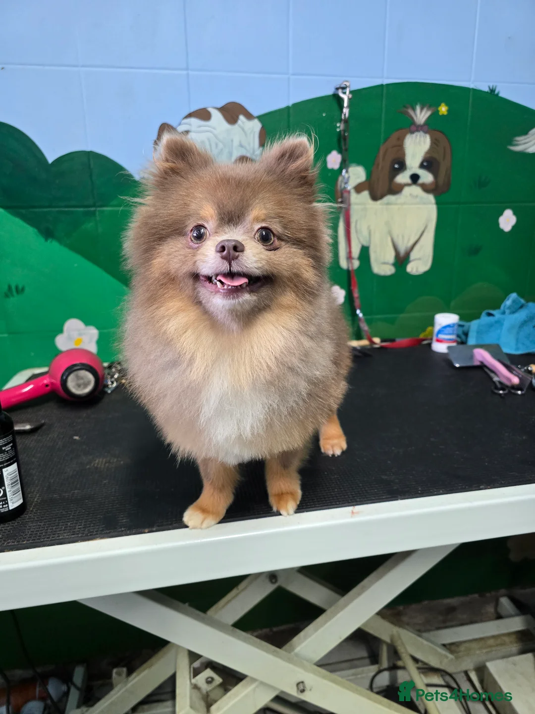 Pomeranian dogs for stud: Beautiful Lilac and Tan boy for stud - Advert 2