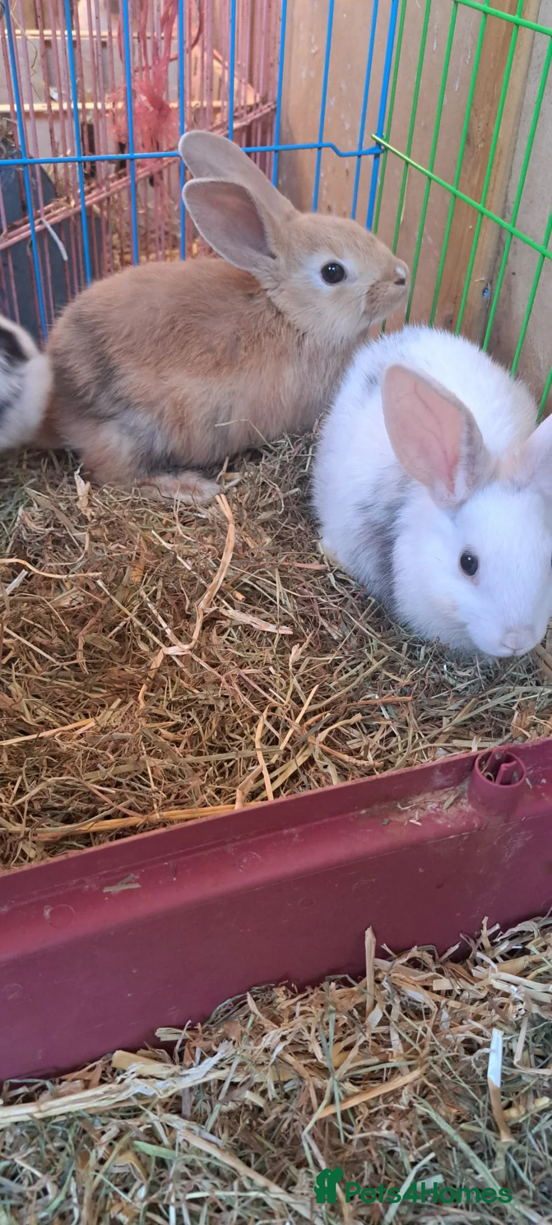 Mixed Breed rabbits for sale: Baby bunnies  in Bridgwater - Advert 18