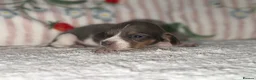 Dachshund dogs for sale: Mini miniature dachshund puppies beautiful baby’s  - Advert 6