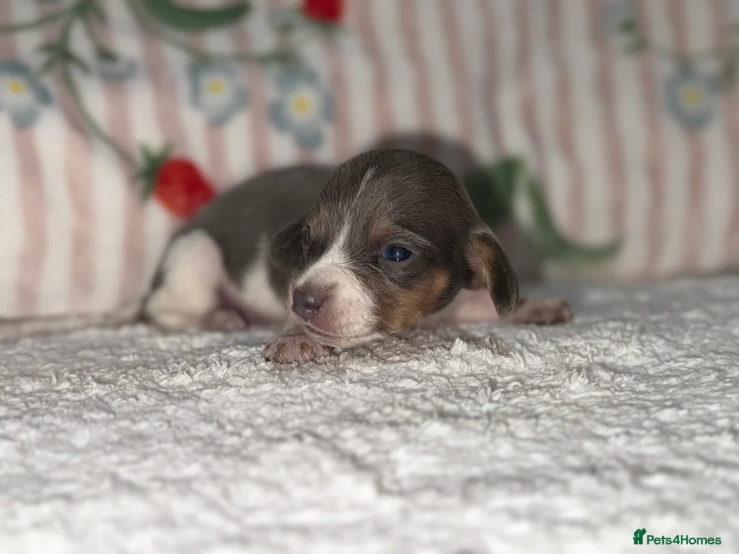 Dachshund dogs for sale: Mini miniature dachshund puppies beautiful baby’s  - Advert 6
