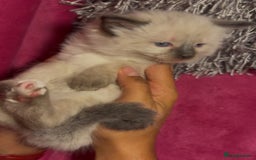 Ragamese cats for sale: Ragamese - Ragdoll x Siamese adorable kittens  - Image 2