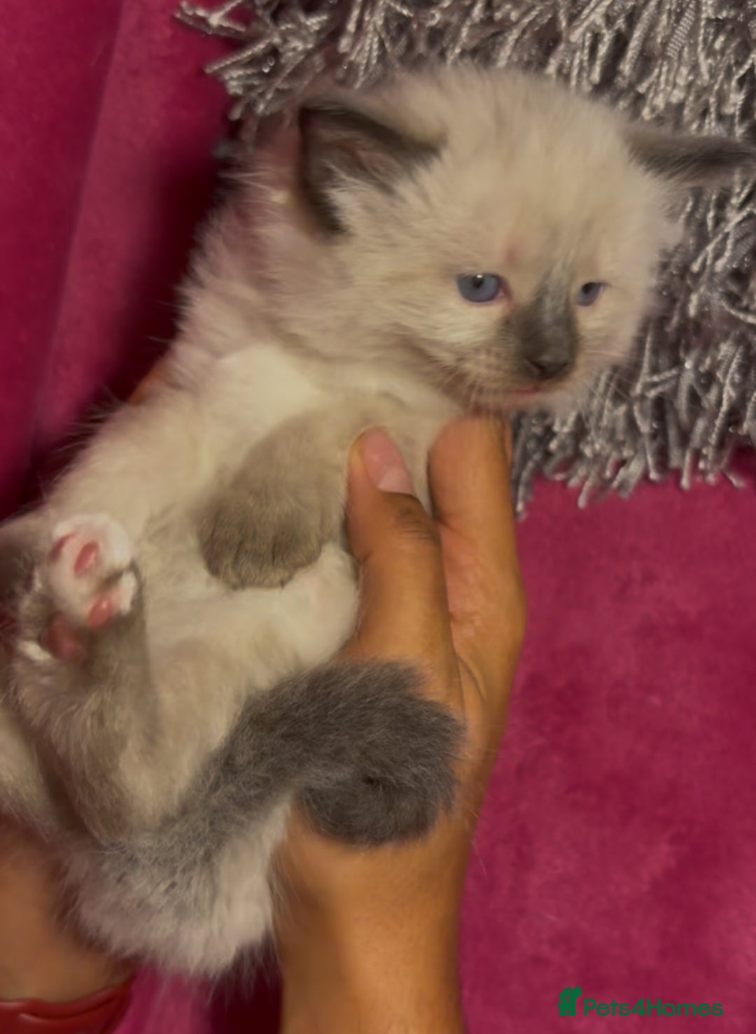 Ragamese cats for sale: Ragamese - Ragdoll x Siamese adorable kittens  - Image 2