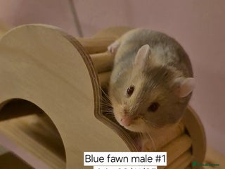 Hamster rodents Stunning Pedigree campbell dwarf hamster - Advert 3