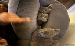 British Shorthair cats for sale: Two beautiful and lovely girls - Image 10