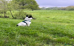 Mixed Breed dogs for sale: Energetic collie cross GSD needs a loving home - Advert 8