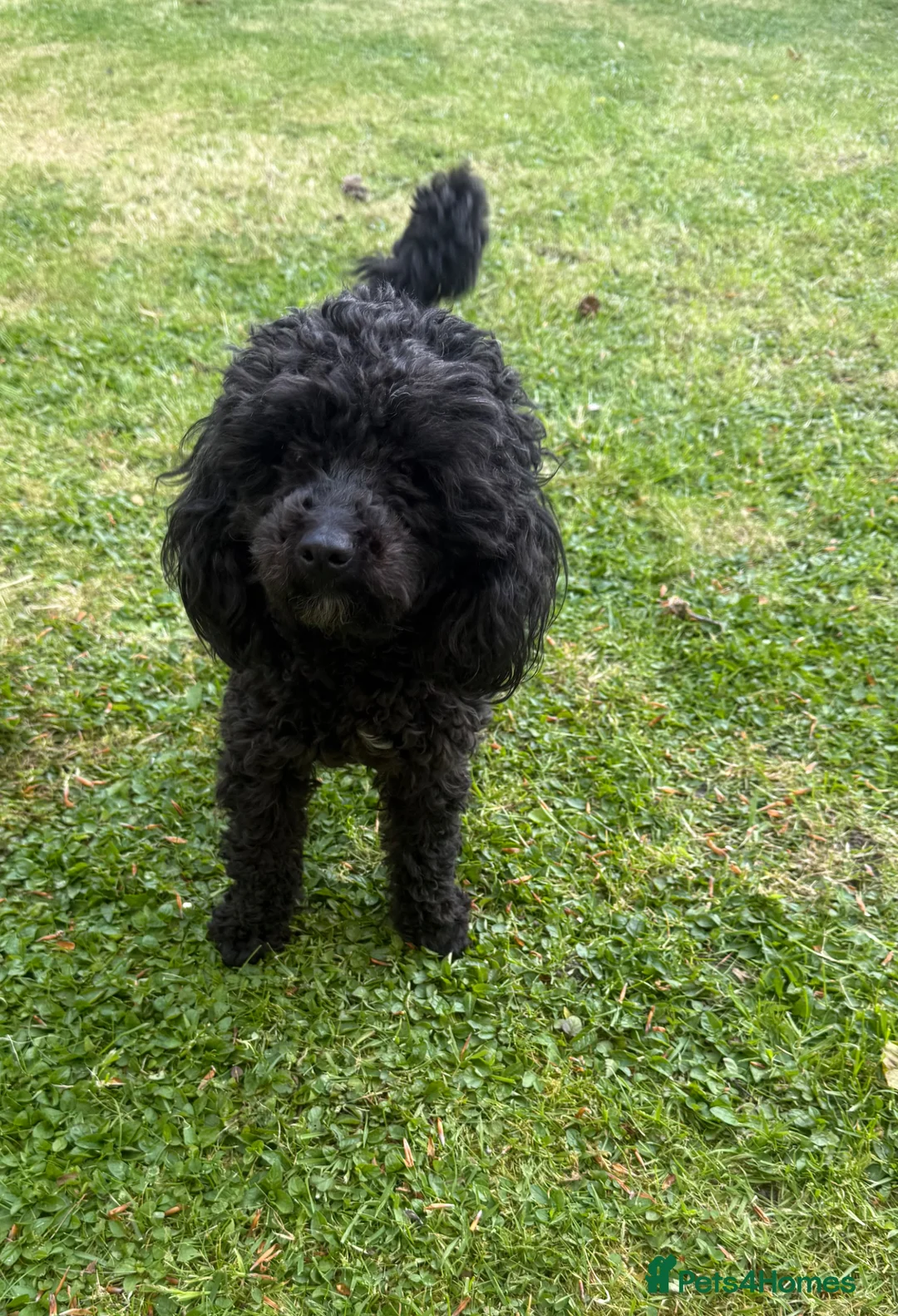 Toy Poodle dogs for sale: Beautiful Toy Poodle  - Advert 2