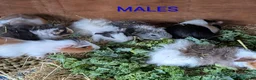 Guinea Pig rodents for sale: Beautiful Baby Guinea Pigs - Males  - Advert 18