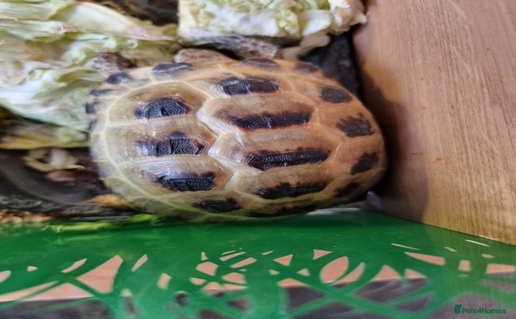 Tortoise reptiles - Advert 8