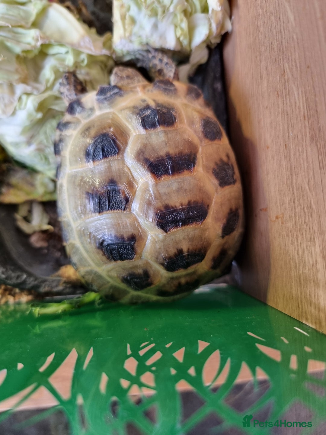 Tortoise reptiles for sale: 2 x Horsfieldi tortoises  - Image 1