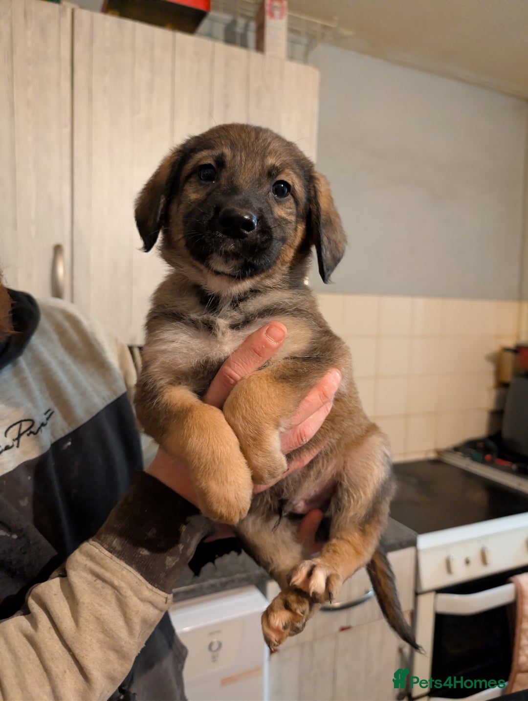 Mixed Breed dogs for sale: Beautiful German shepherd X sproodle pups - Advert 6