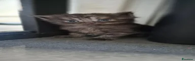 Bengal 1
