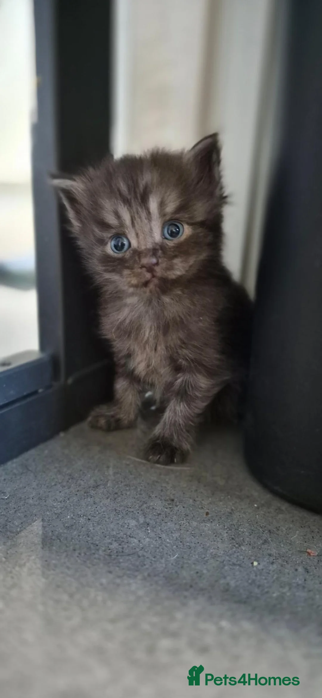 Bengal cats for sale: Bengal cross kittens - Advert 2