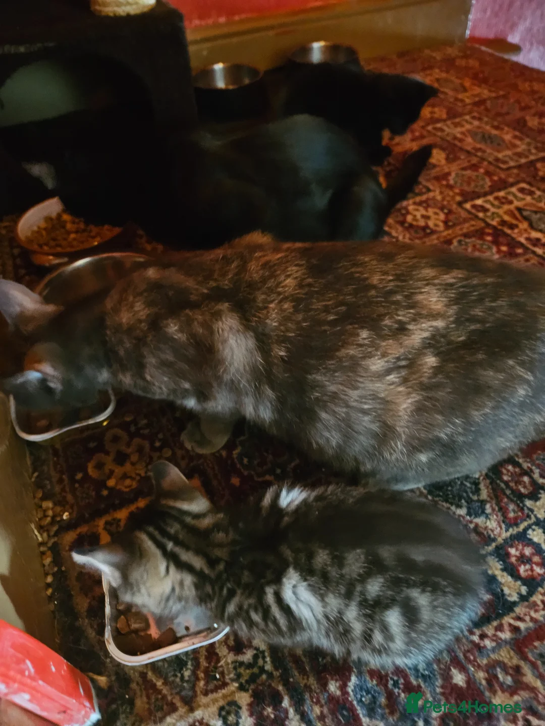 Mixed Breed cats for sale: russian  blue x  kittens  - Advert 12