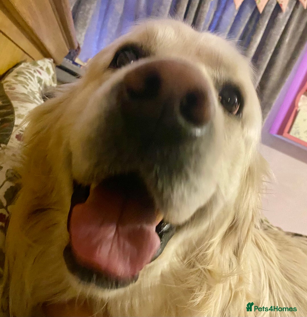 Golden Retriever dogs for sale: Stunning pale Golden Retriever puppies  - Advert 13