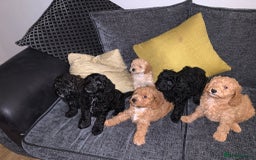 Miniature Poodle dogs for stud: Apricot stud. DNA health tested KCreg colour panel in Dunblane - Image 5
