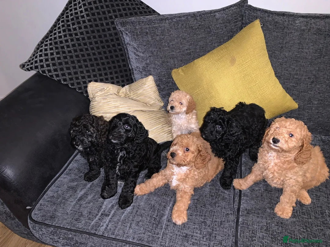 Miniature Poodle dogs for stud: Apricot stud. DNA health tested KCreg colour panel in Dunblane - Advert 5