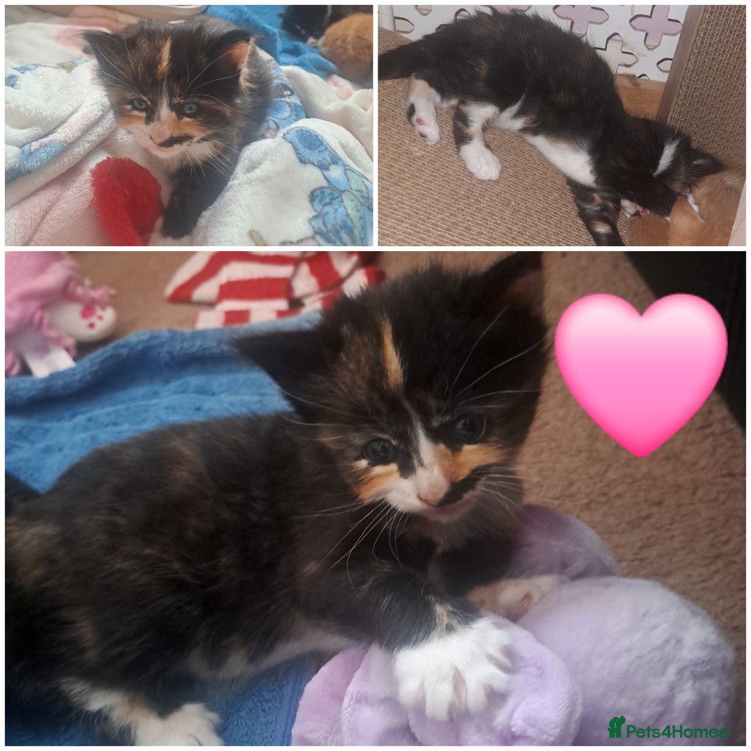 Mixed Breed cats for sale: 4 kittens for sale 🙂 - Image 1