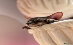 Abyssinian cats for sale: Male Abyssinian Cat Looking for a Loving New Home - Image 7
