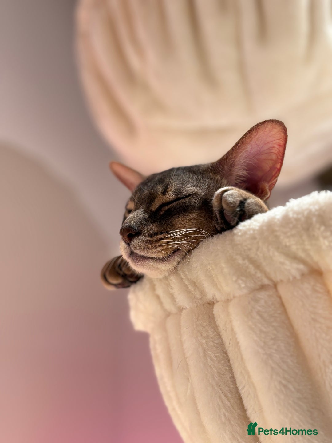 Abyssinian cats for sale: Male Abyssinian Cat Looking for a Loving New Home - Image 7