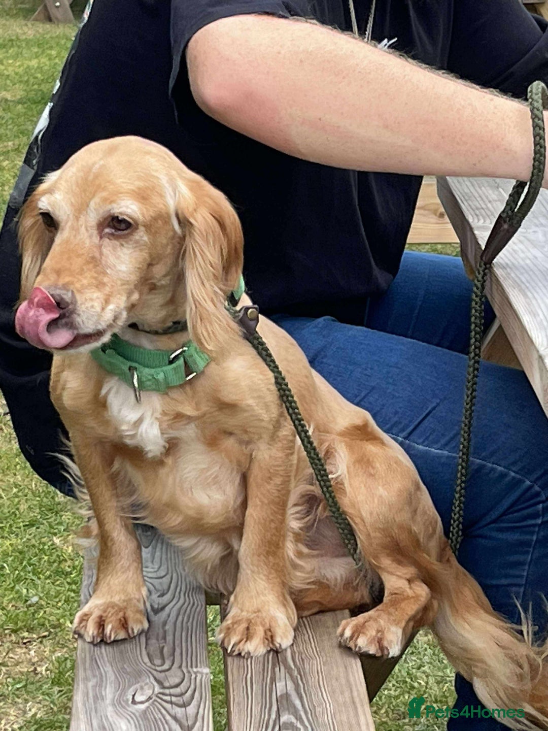 Cocker Spaniel dogs for adoption: Bob needs a loving home  - Advert 14