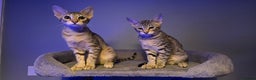 Savannah cats for sale: Savannah kittens F8 - Ready to leave!  - Advert 6