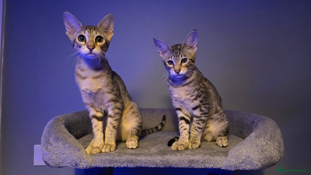Savannah cats for sale: Savannah kittens F8 - Ready to leave!  - Advert 6