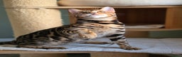 Bengal cats for sale: Brown Rosetted Bengal Prince  - Advert 10