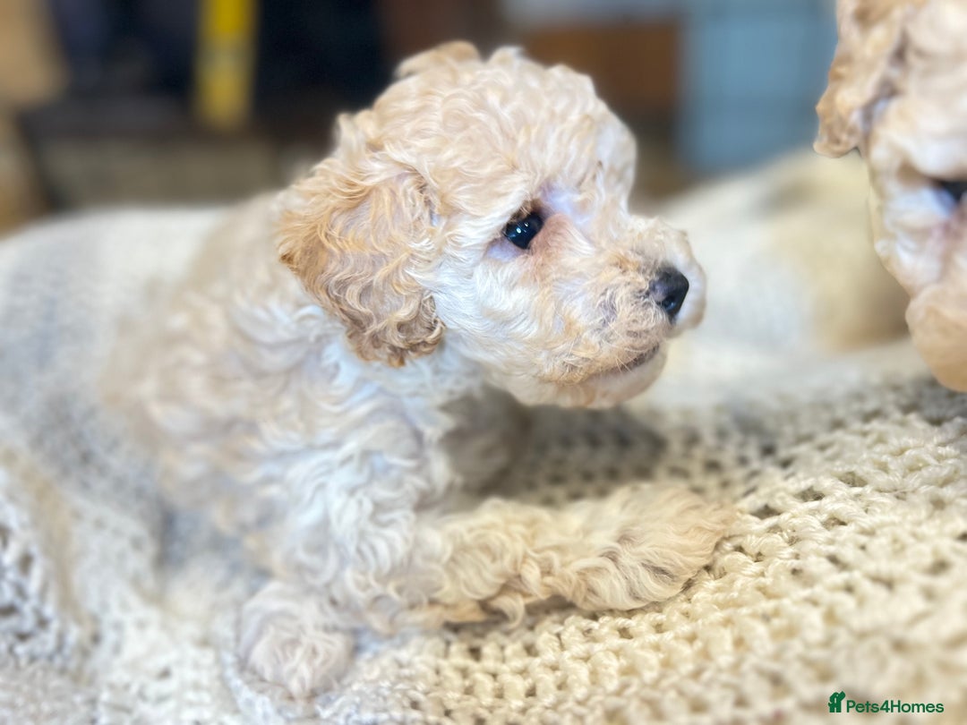 Toy Poodle dogs for sale: TOY POODLE PUPPIES 2 GIRLS 1 BOY LEFT - Image 14