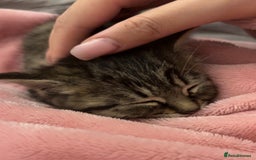 Toyger cats for sale: Cute kitten for sale  - Image 4
