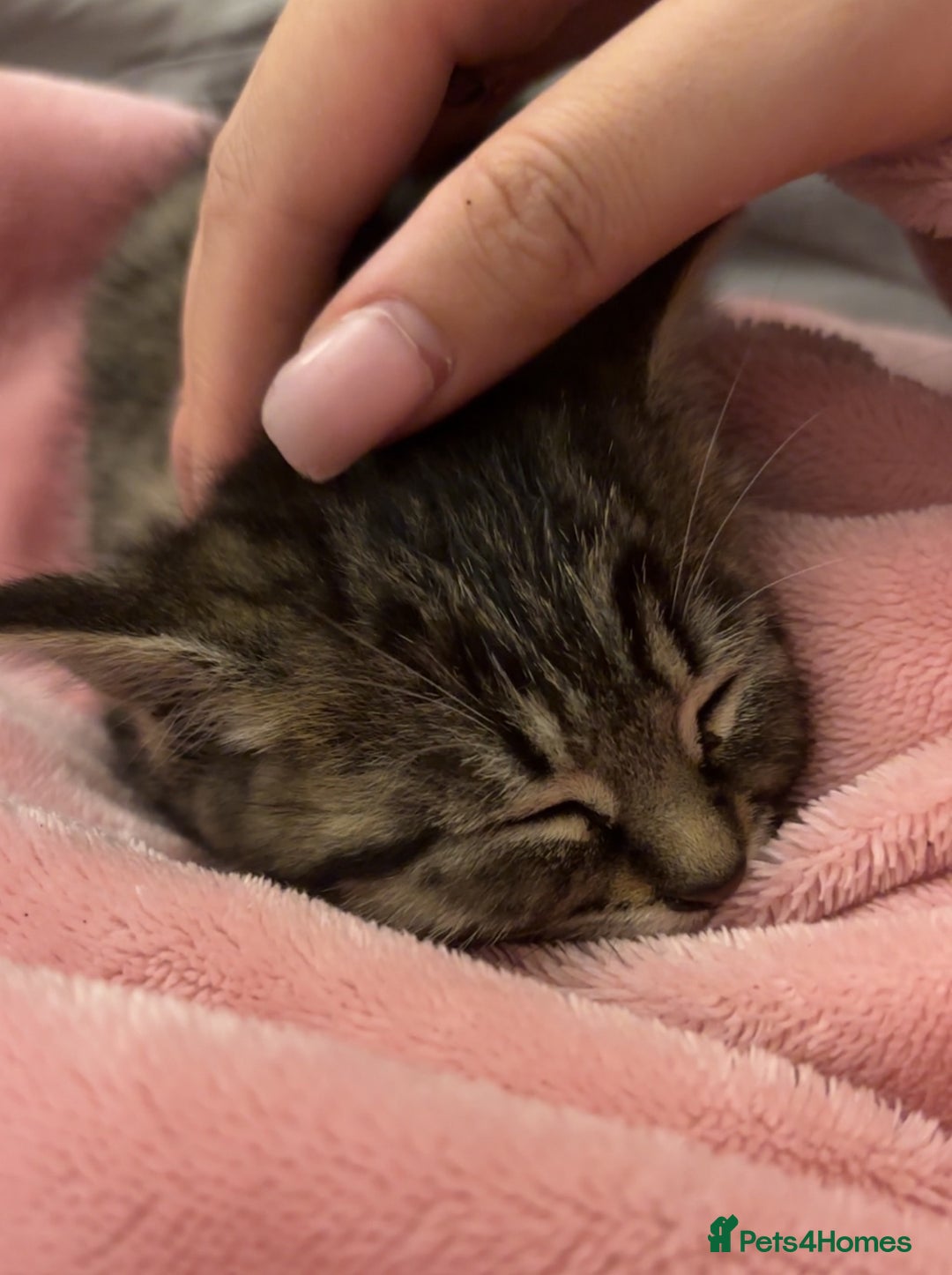 Toyger cats for sale: Cute kitten for sale  - Image 4