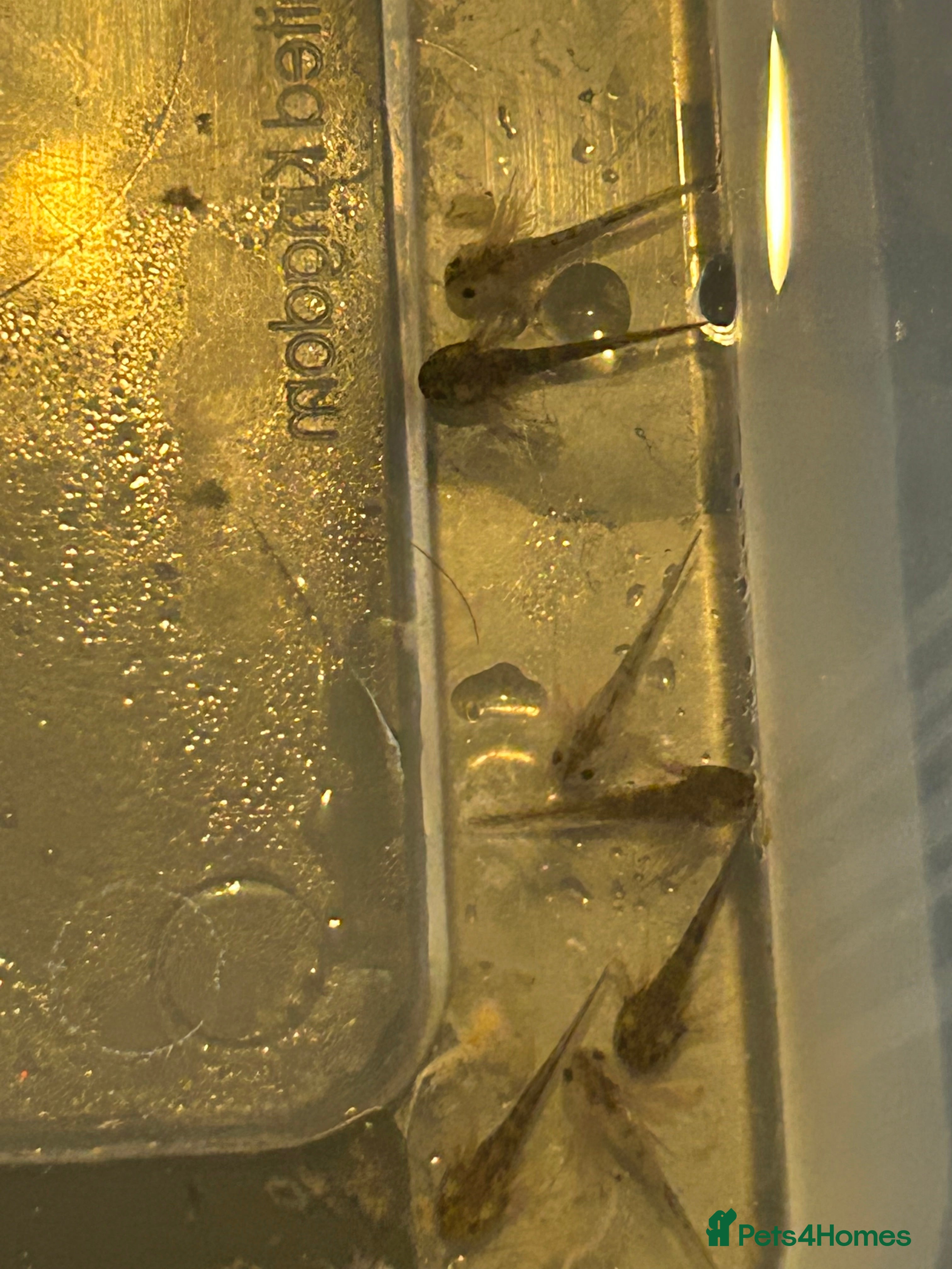 Axolotl reptiles Axolotl babies - Advert 12