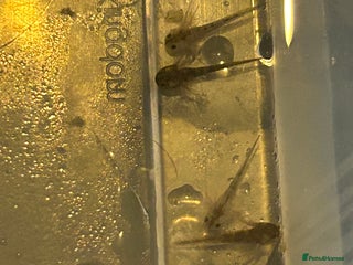 Axolotl reptiles Axolotl babies - Advert 12