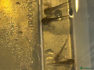 Axolotl reptiles Axolotl babies - Advert 2