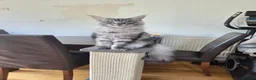 Maine Coon cats for sale: 2 Beautiful kittens looking for a loving family - Advert 9