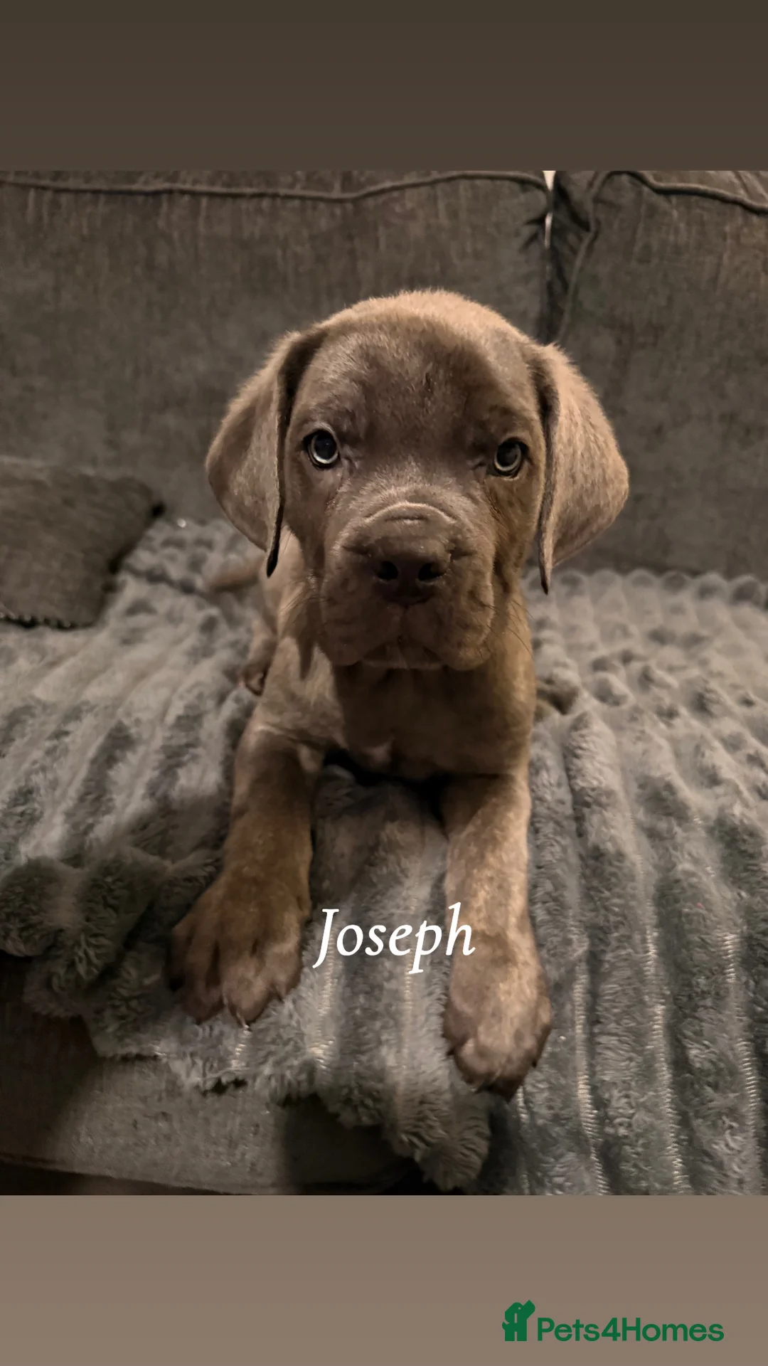 Cane Corso dogs for sale: Blue/lilac cane corsos  - Advert 19