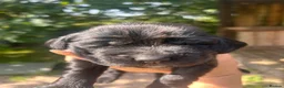 Cockerdor dogs for sale: Cockerdor puppy  - Advert 13